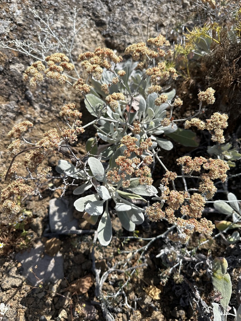 Eriogonum zapatoense photo 5