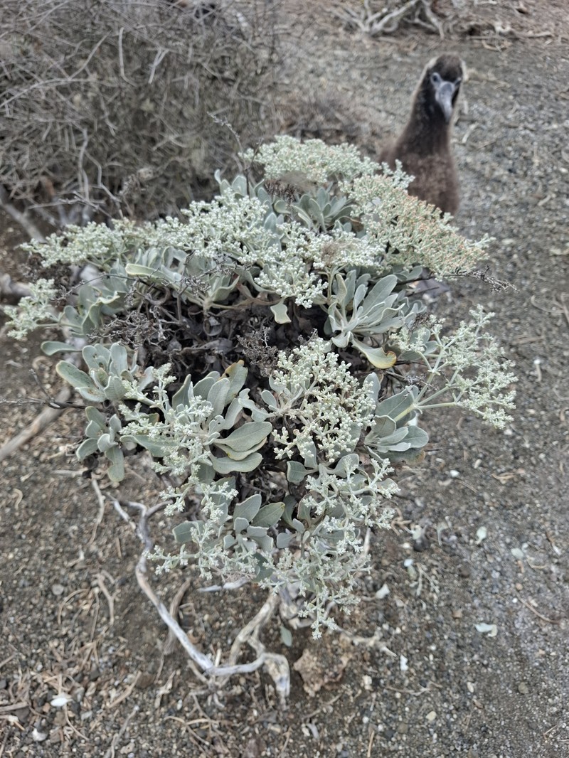 Eriogonum zapatoense photo 6