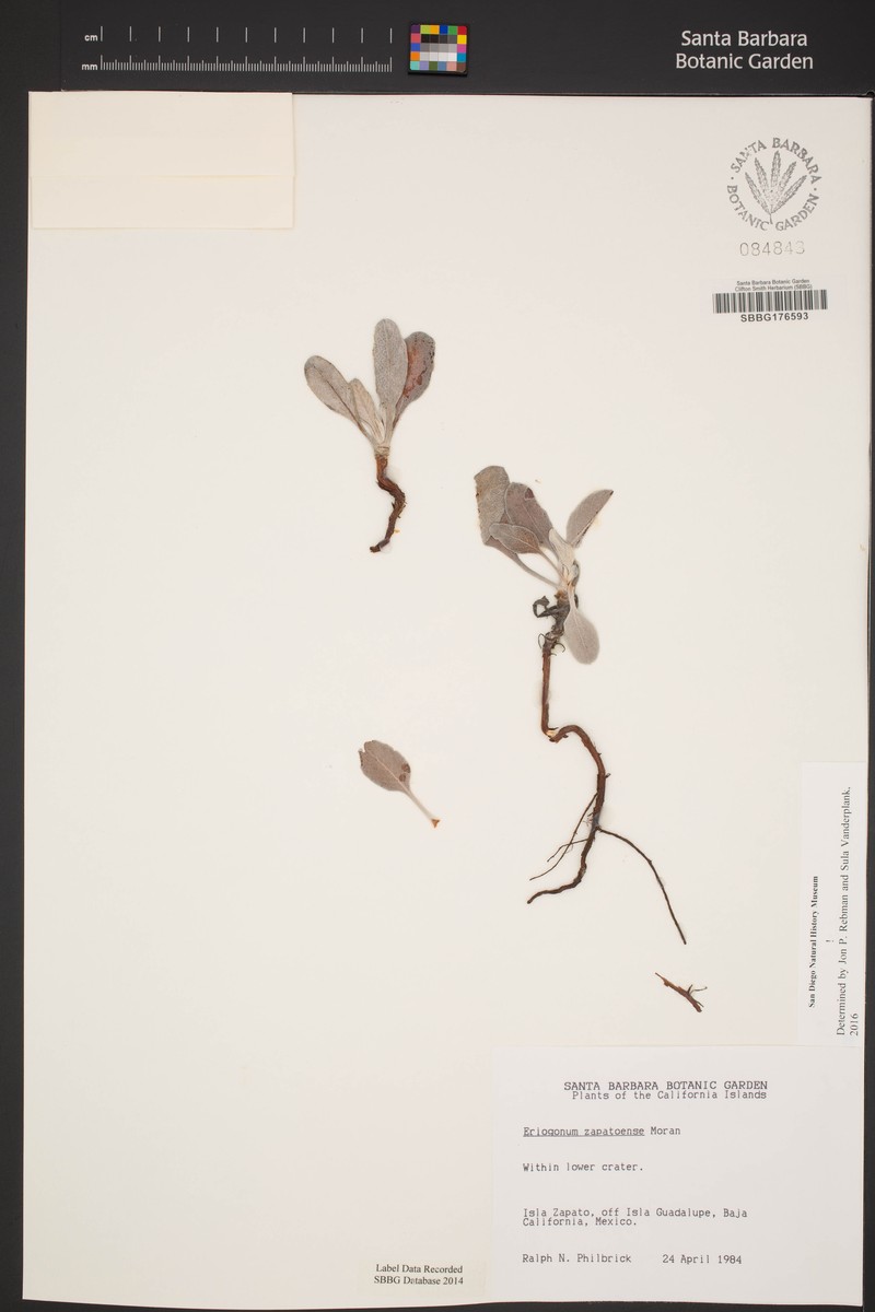 Eriogonum zapatoense photo 7