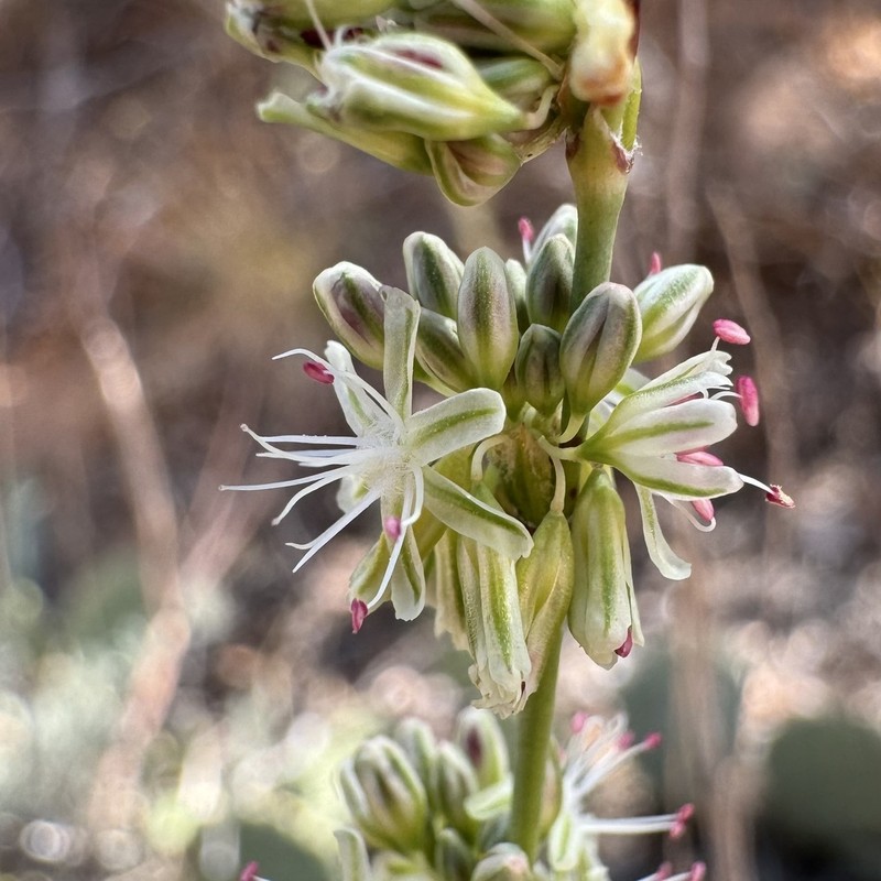 Zion Buckwheat photo 2