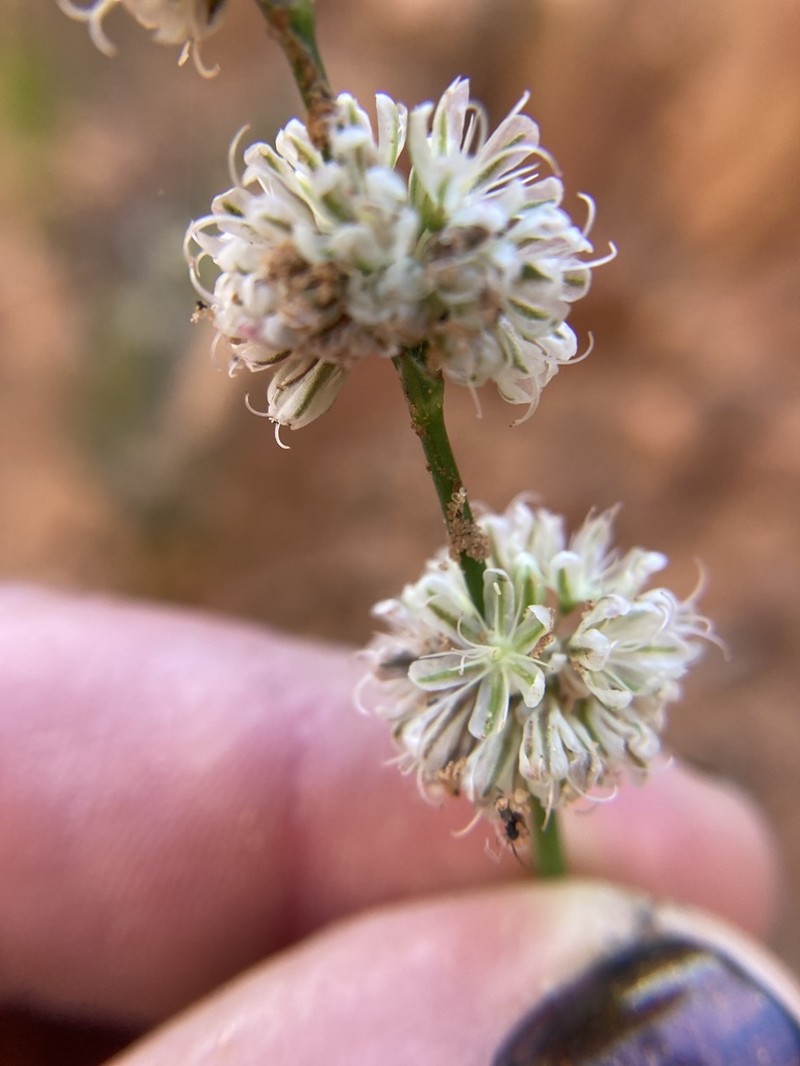 Zion Buckwheat photo 3