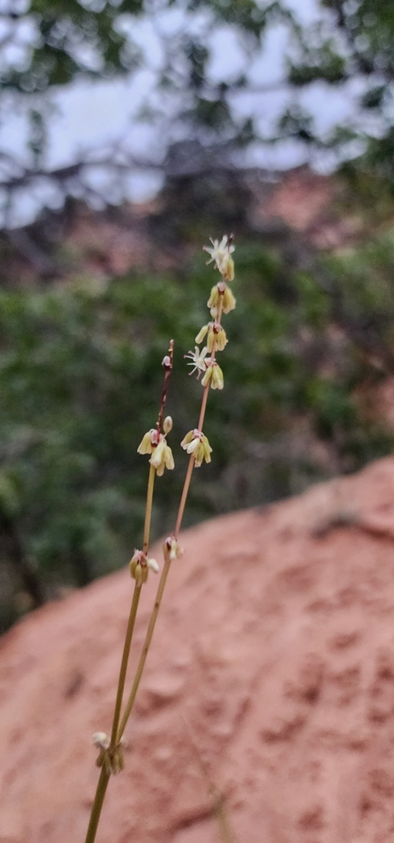 Zion Buckwheat photo 4