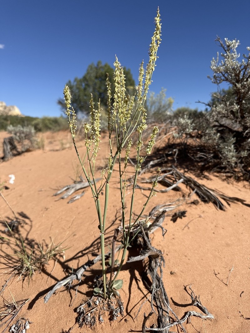 Zion Buckwheat photo 8
