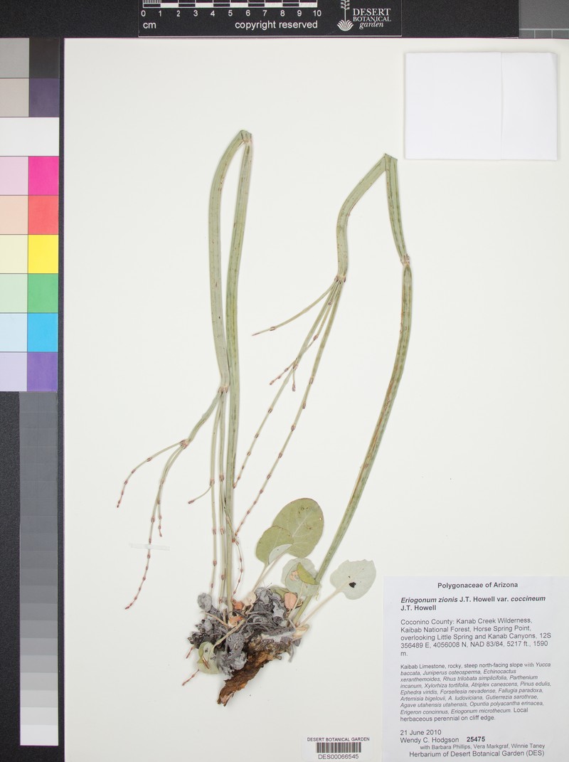 Eriogonum zionis var. coccineum photo 2