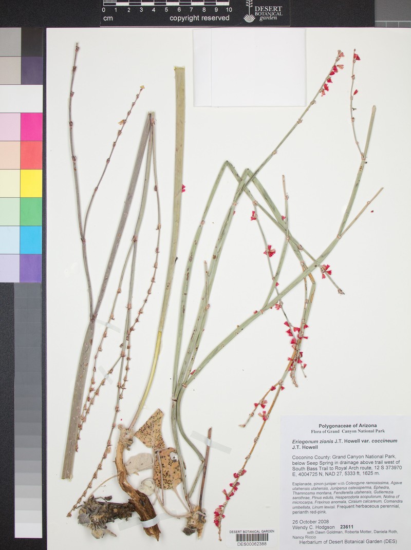 Eriogonum zionis var. coccineum photo 3
