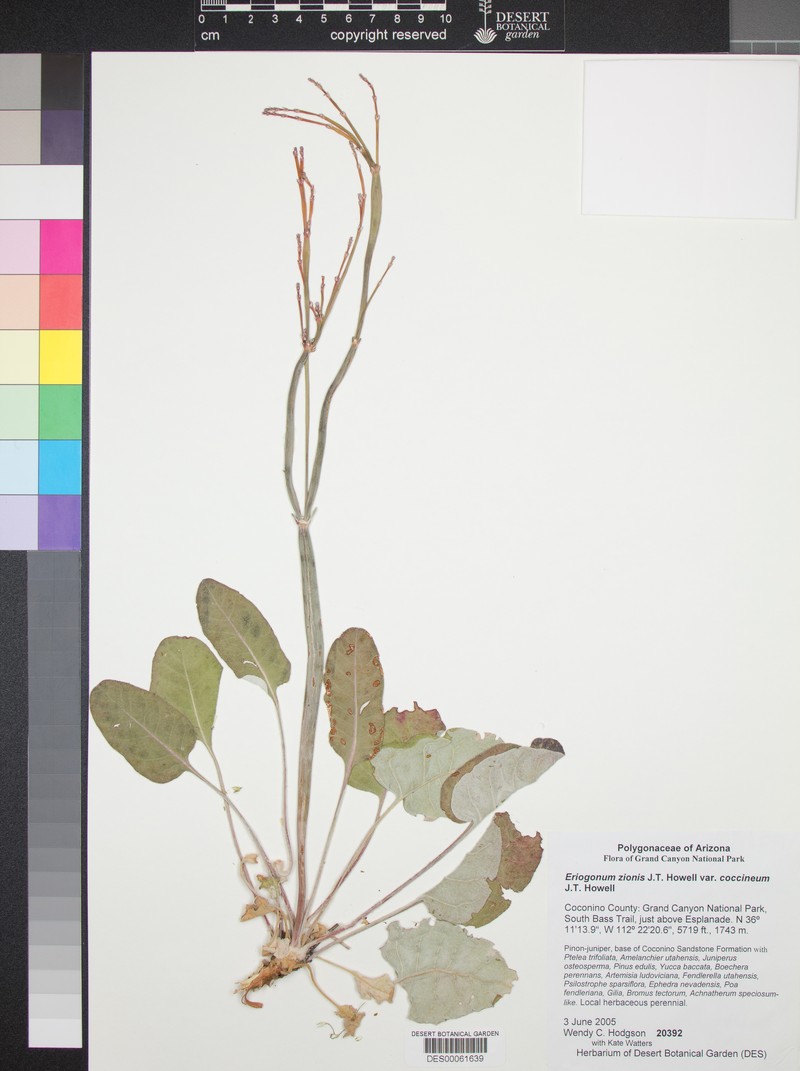 Eriogonum zionis var. coccineum photo 4