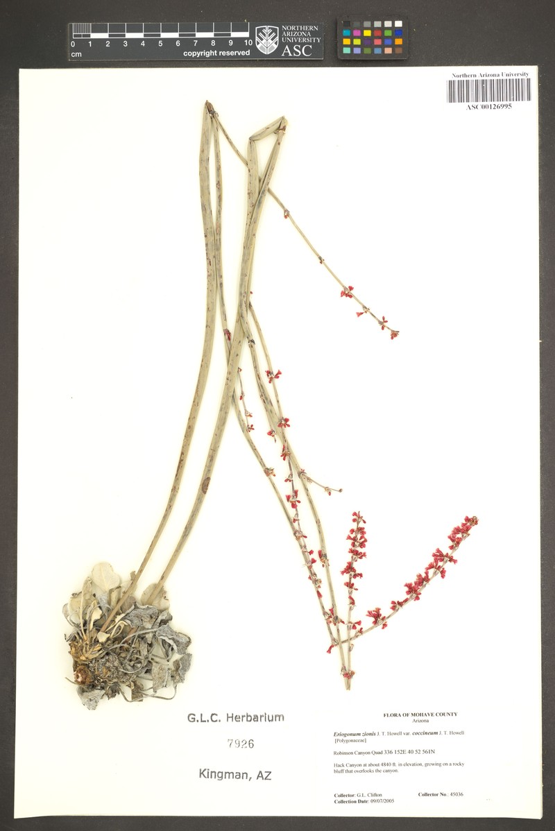 Eriogonum zionis var. coccineum photo 5