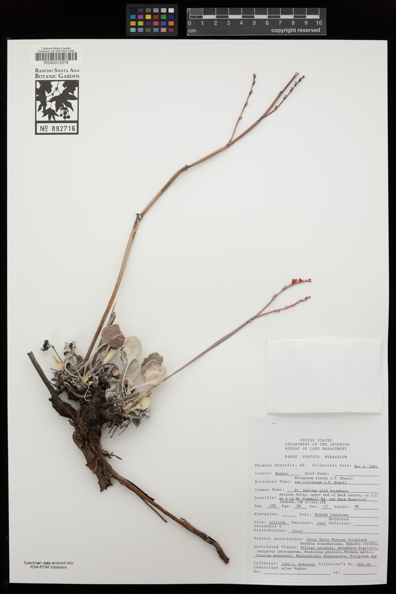 Eriogonum zionis var. coccineum photo 6