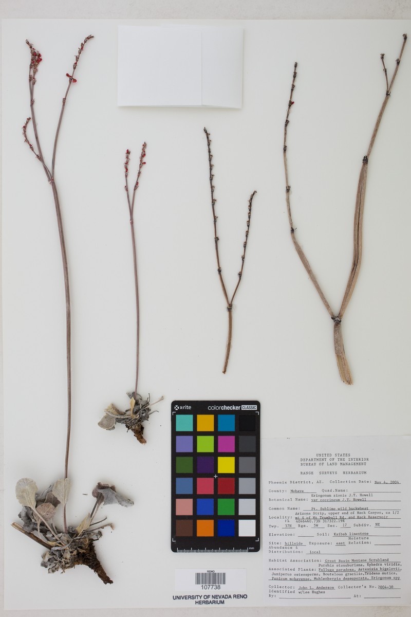 Eriogonum zionis var. coccineum photo 7