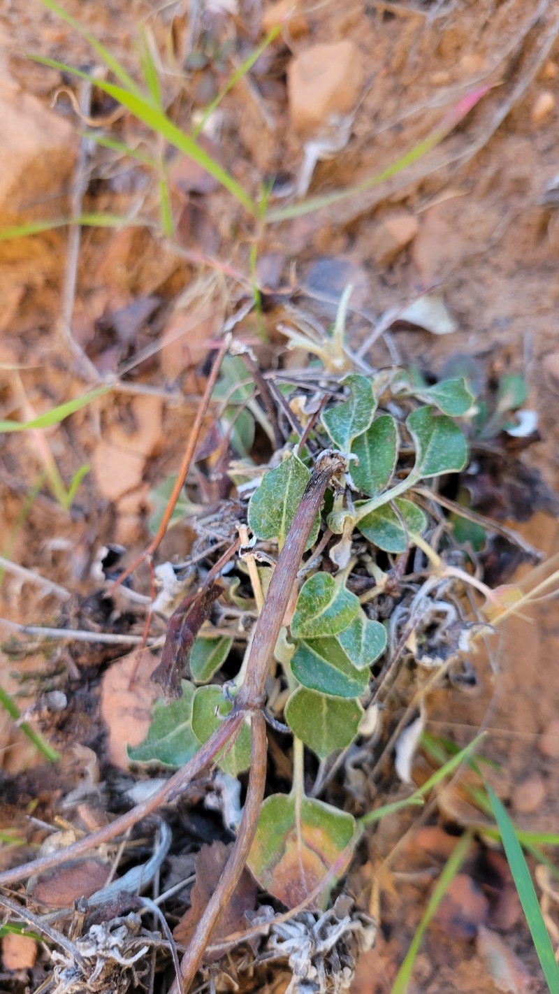 Eriogonum zionis var. zionis