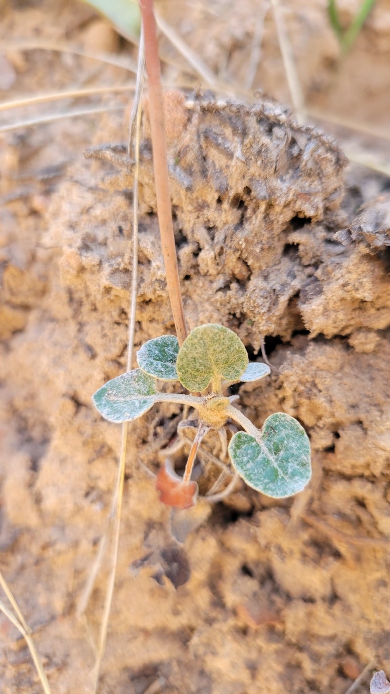 Eriogonum zionis var. zionis photo 2
