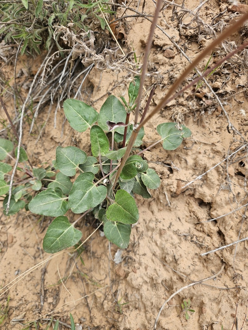 Eriogonum zionis var. zionis photo 3
