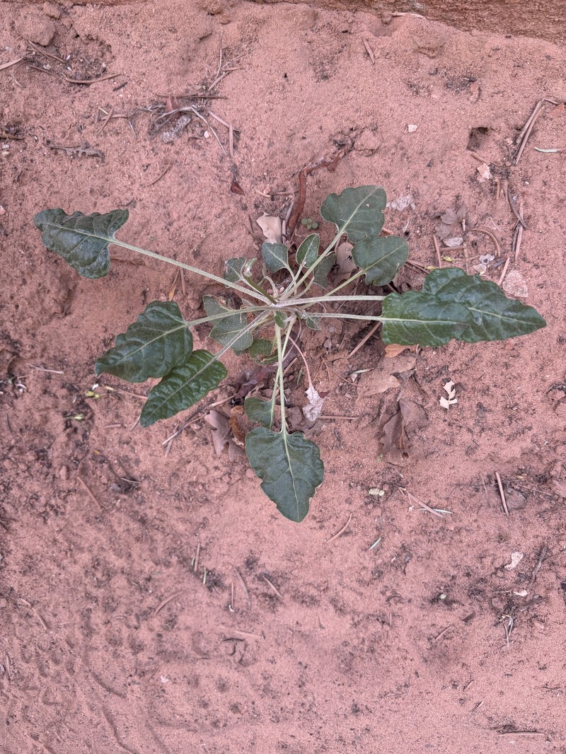 Eriogonum zionis var. zionis photo 4