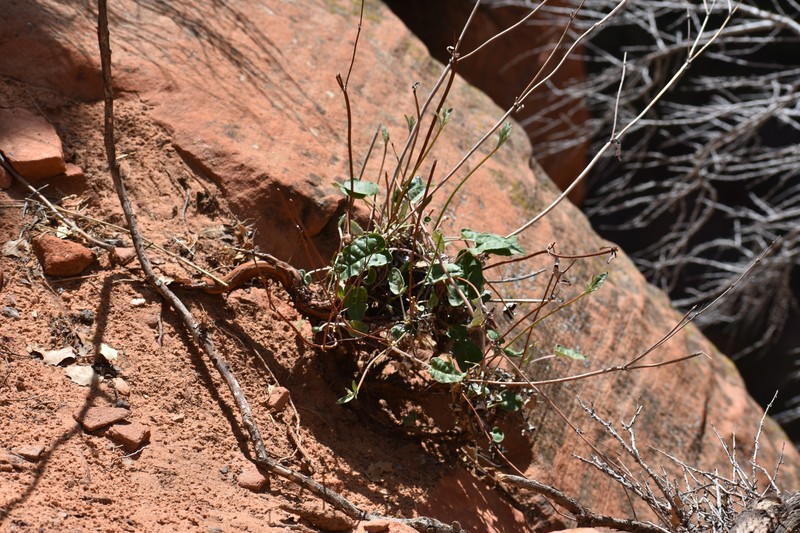 Eriogonum zionis var. zionis photo 5