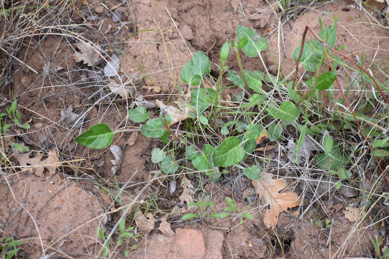 Eriogonum zionis var. zionis photo 6