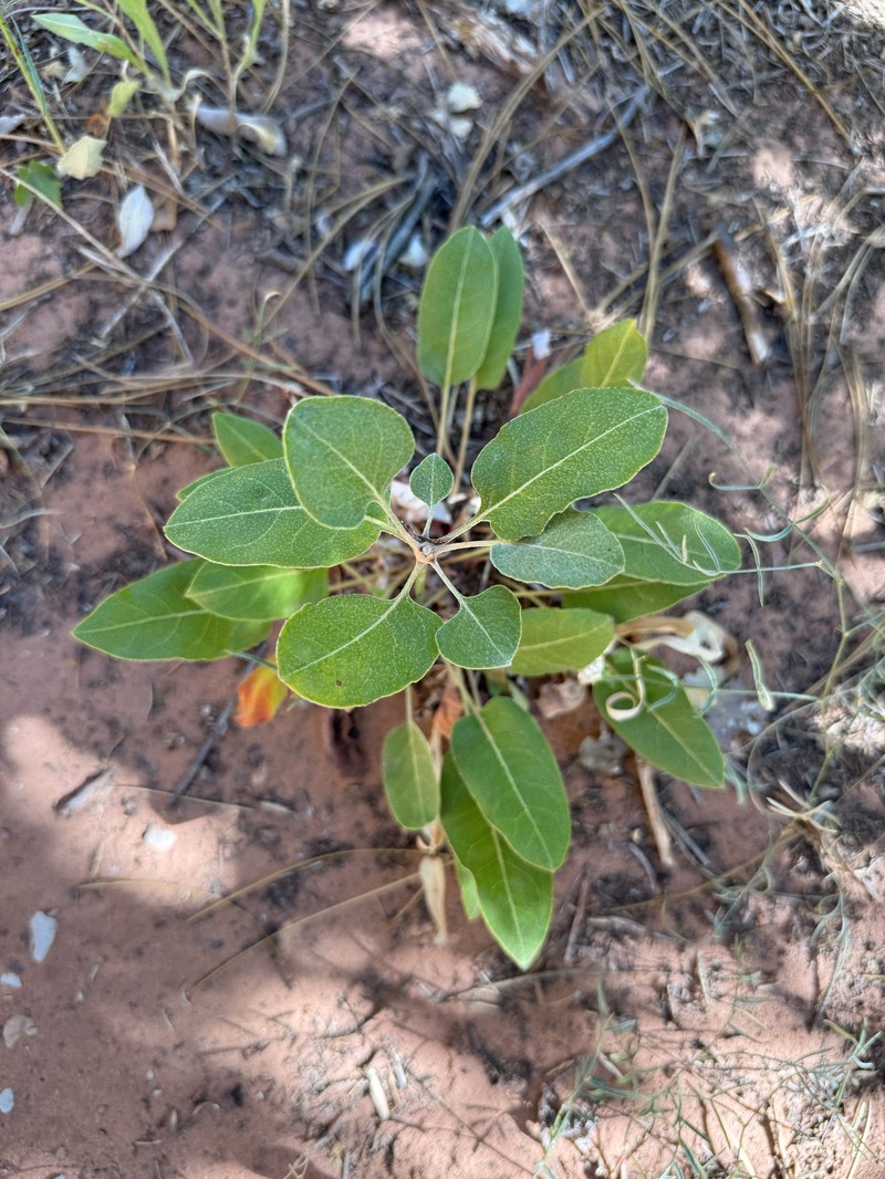 Eriogonum zionis var. zionis photo 8