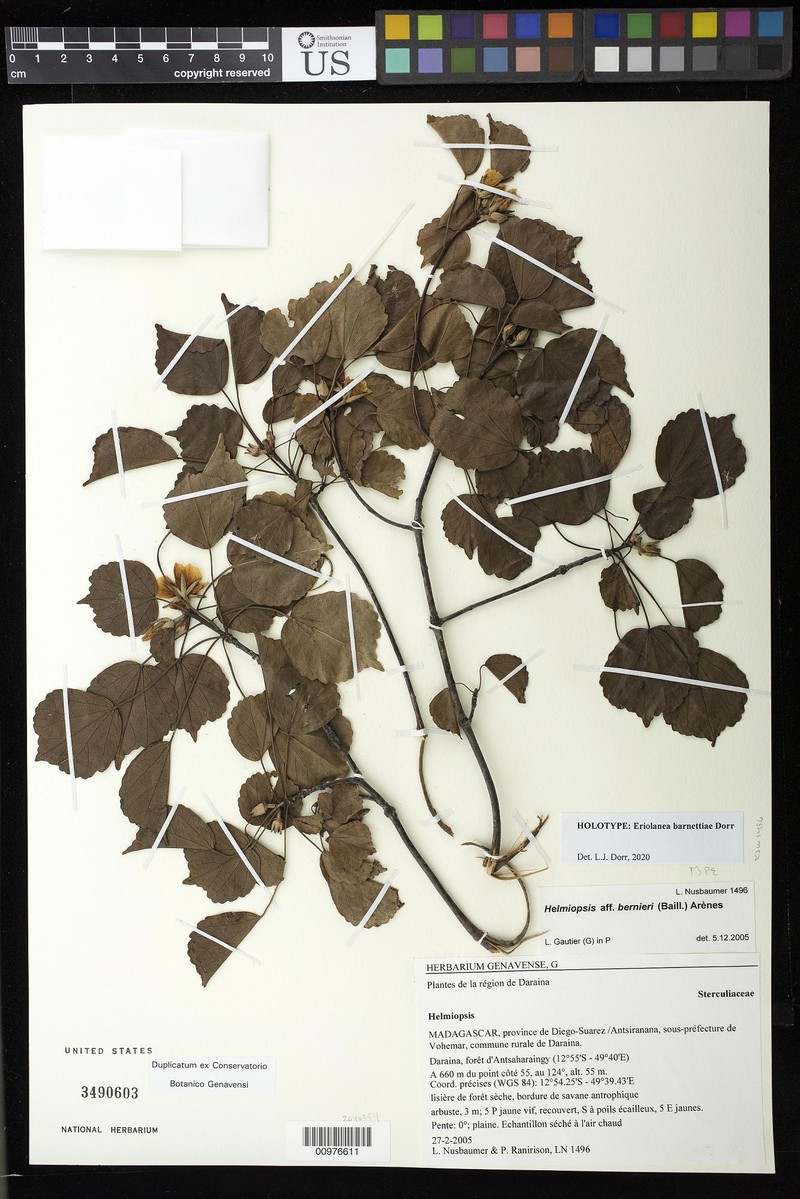Eriolaena barnettiae