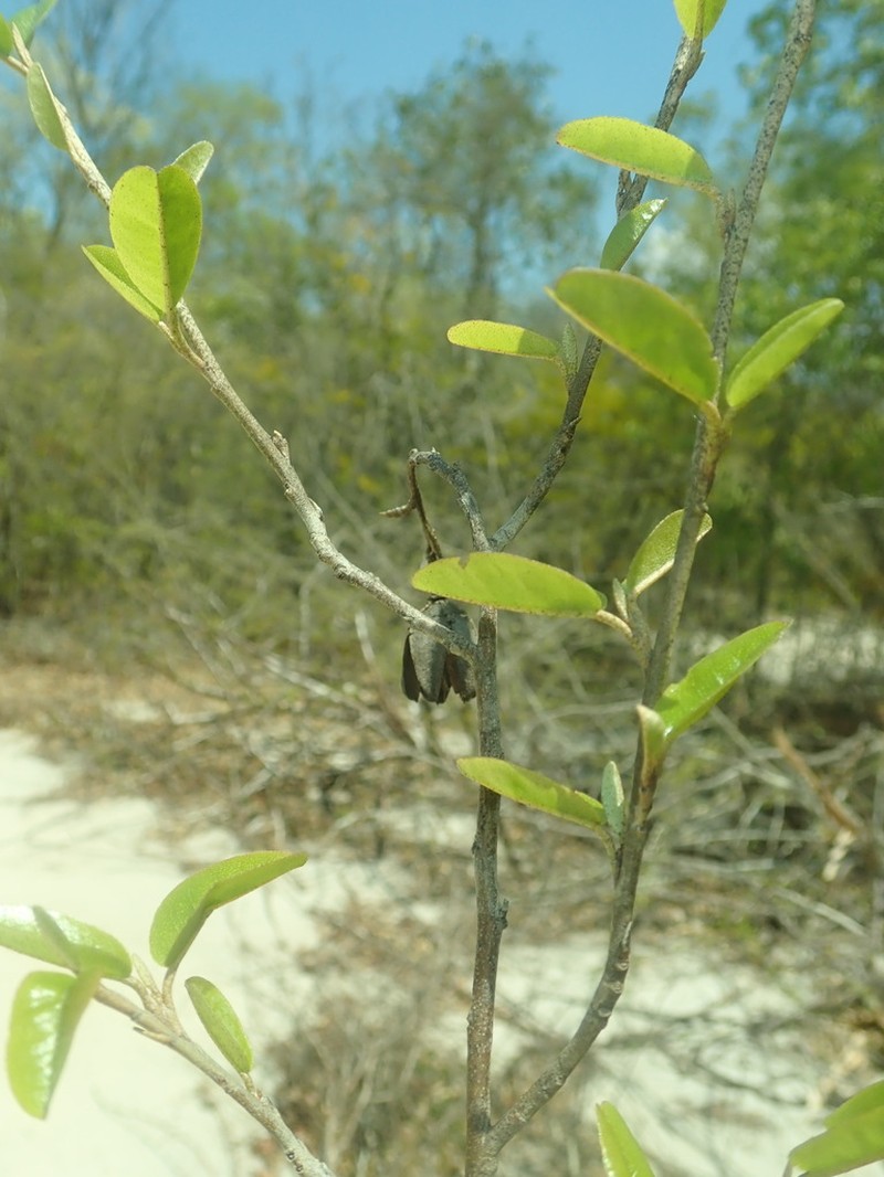Eriolaena boivinii