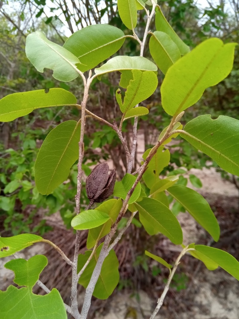 Eriolaena boivinii photo 2