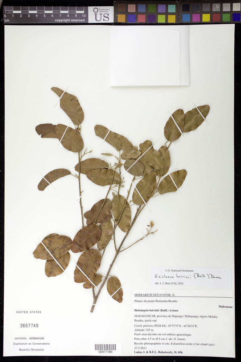 Eriolaena boivinii photo 5