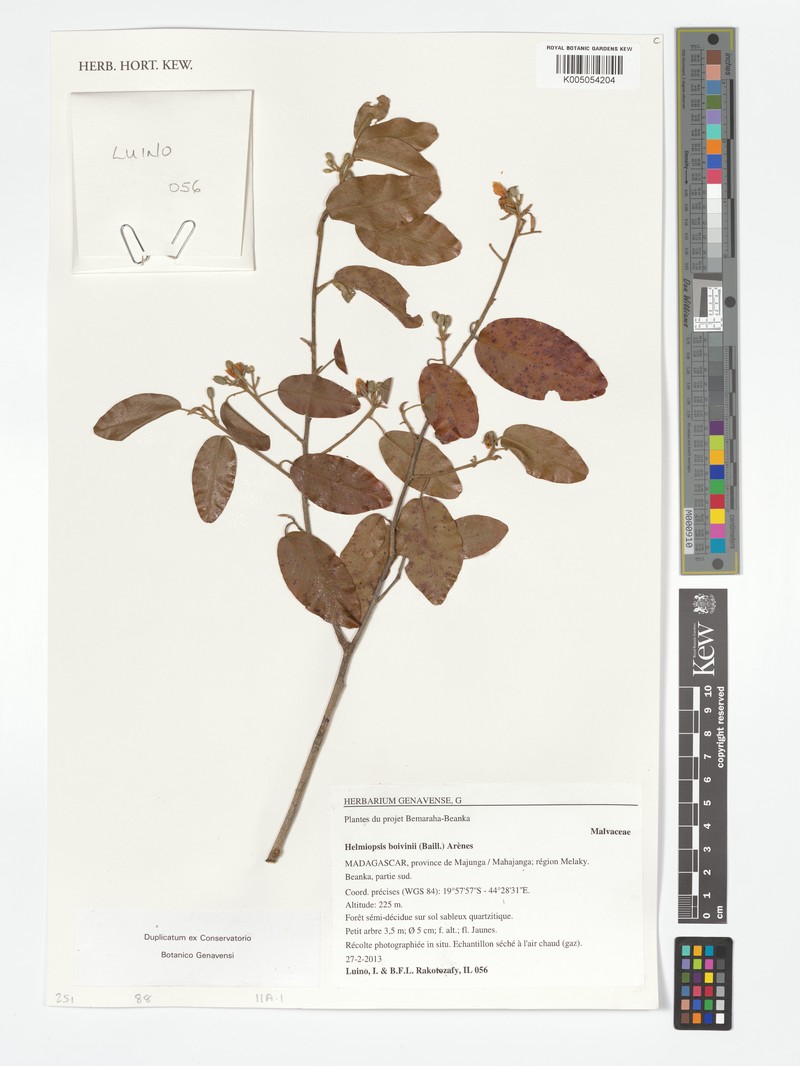 Eriolaena boivinii photo 6