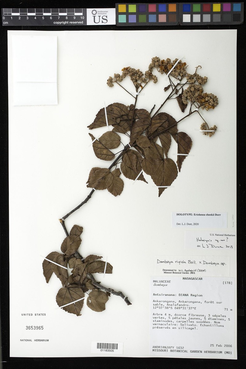 Eriolaena cheekii