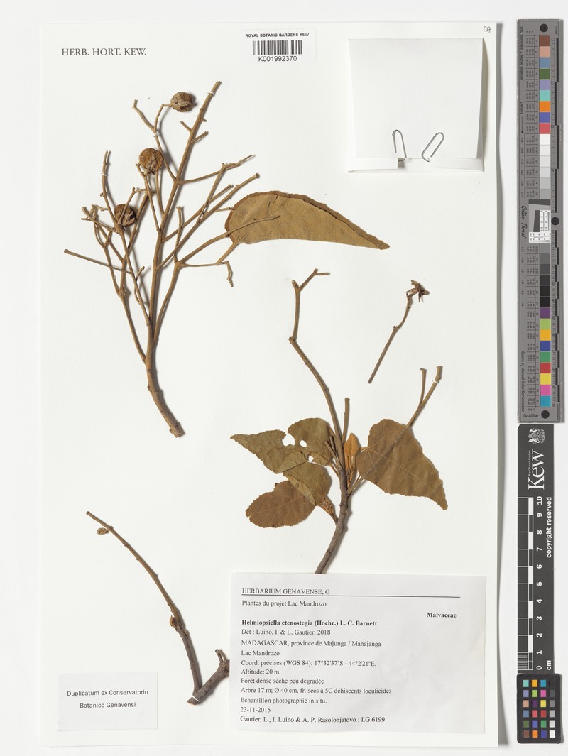 Eriolaena ctenostegia