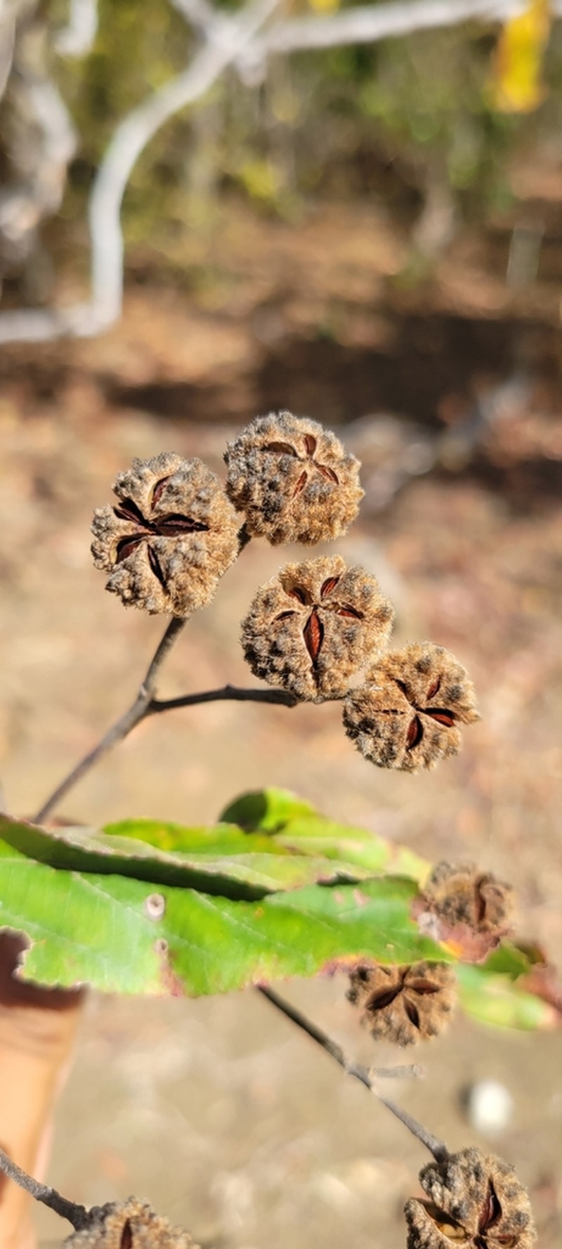Eriolaena glaberrima