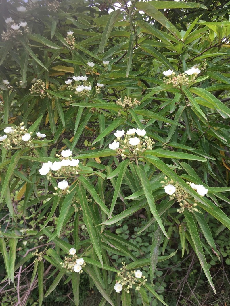 Eriolaena linearifolia