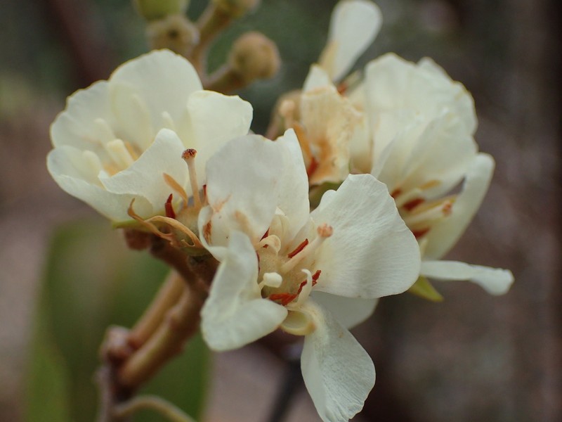 Eriolaena linearifolia photo 2