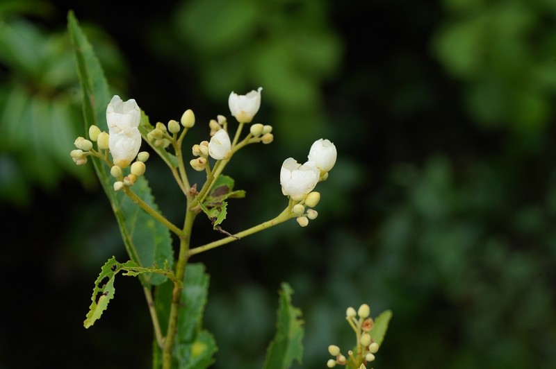 Eriolaena linearifolia photo 3