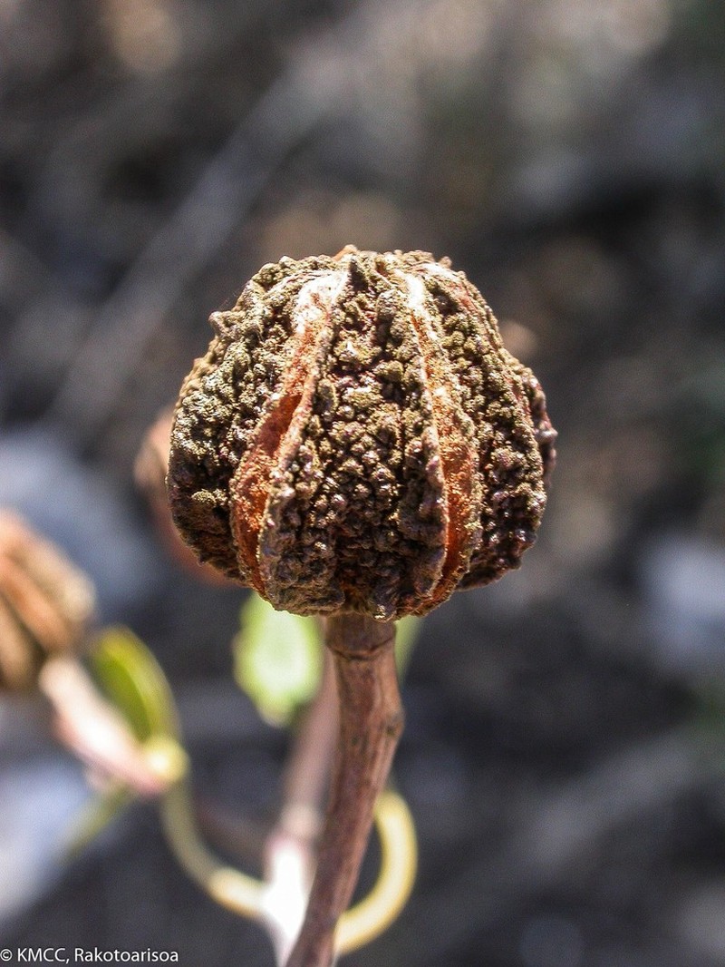 Eriolaena madagascariensis