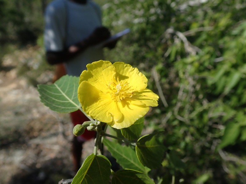 Eriolaena madagascariensis photo 2