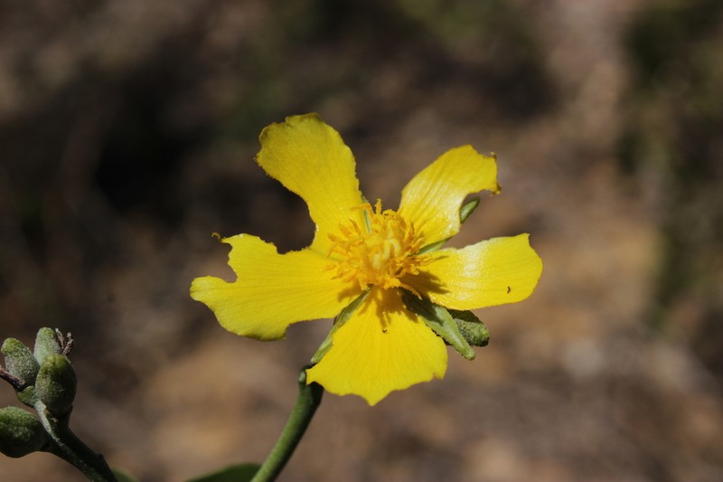 Eriolaena madagascariensis photo 3