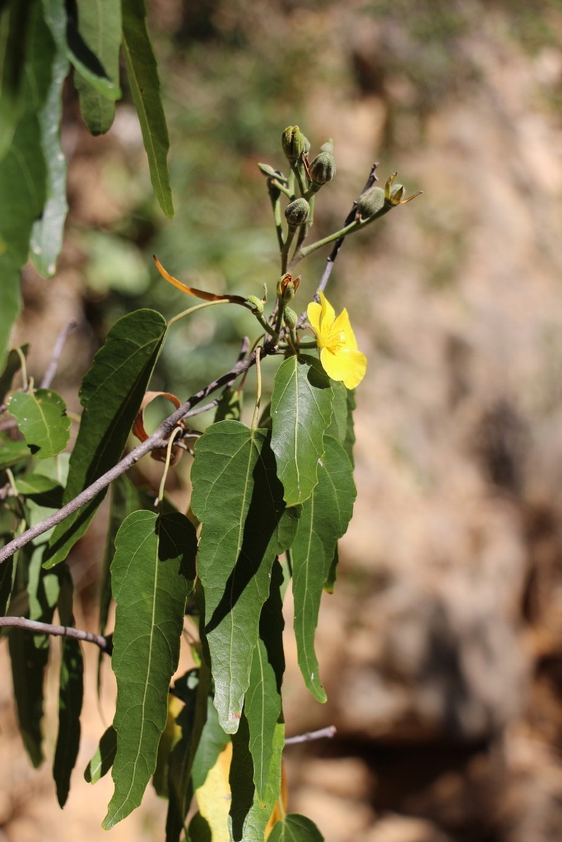 Eriolaena madagascariensis photo 4