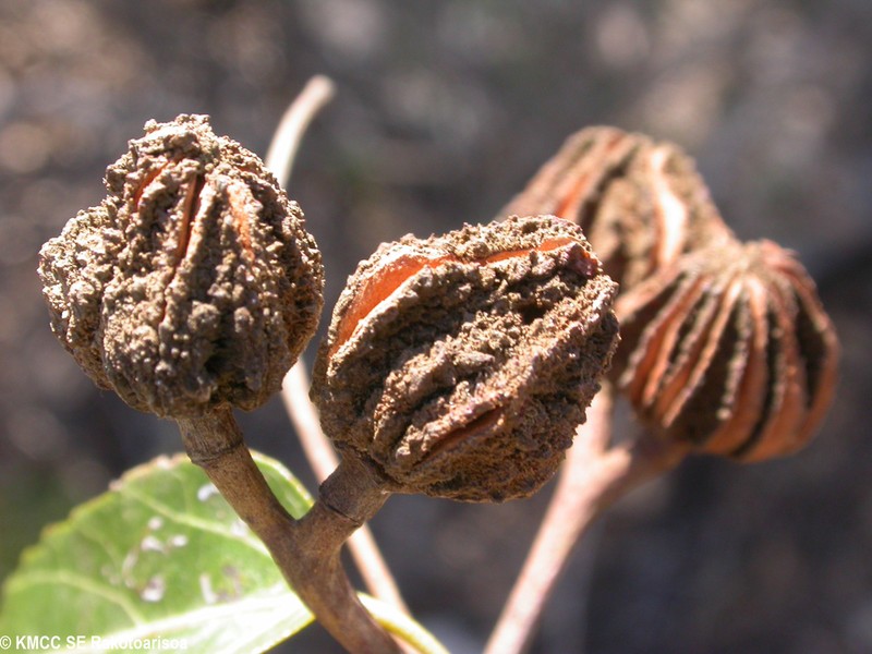 Eriolaena madagascariensis photo 5