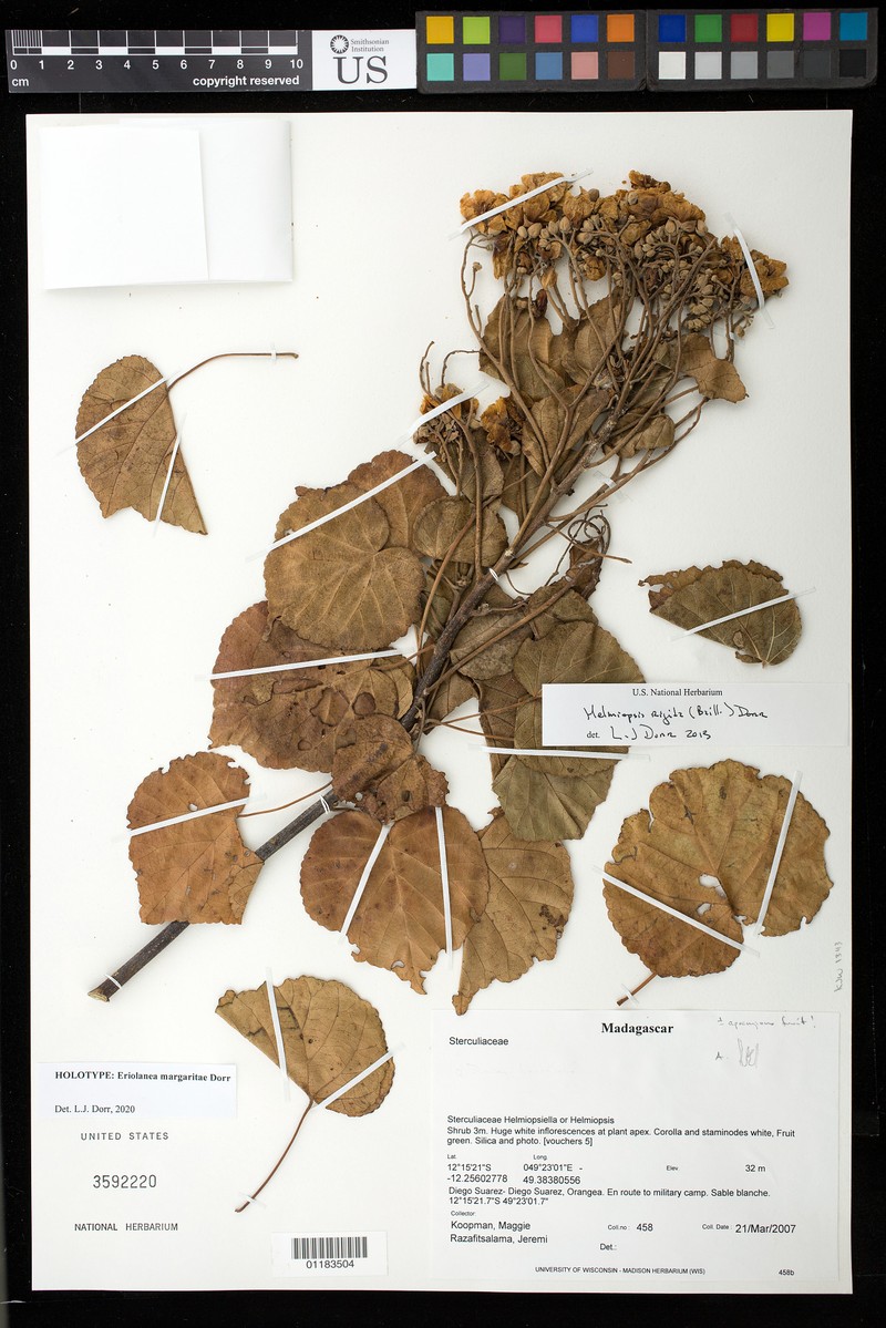 Eriolaena margaritae