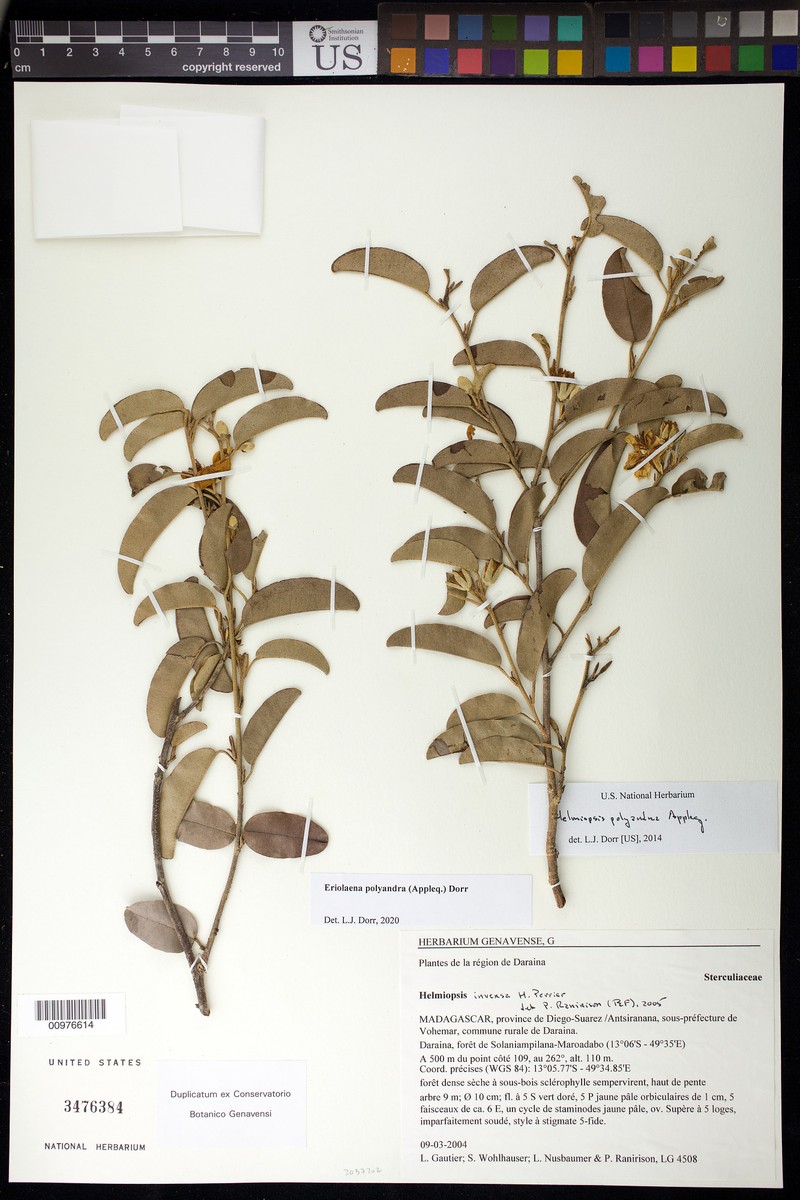Eriolaena polyandra