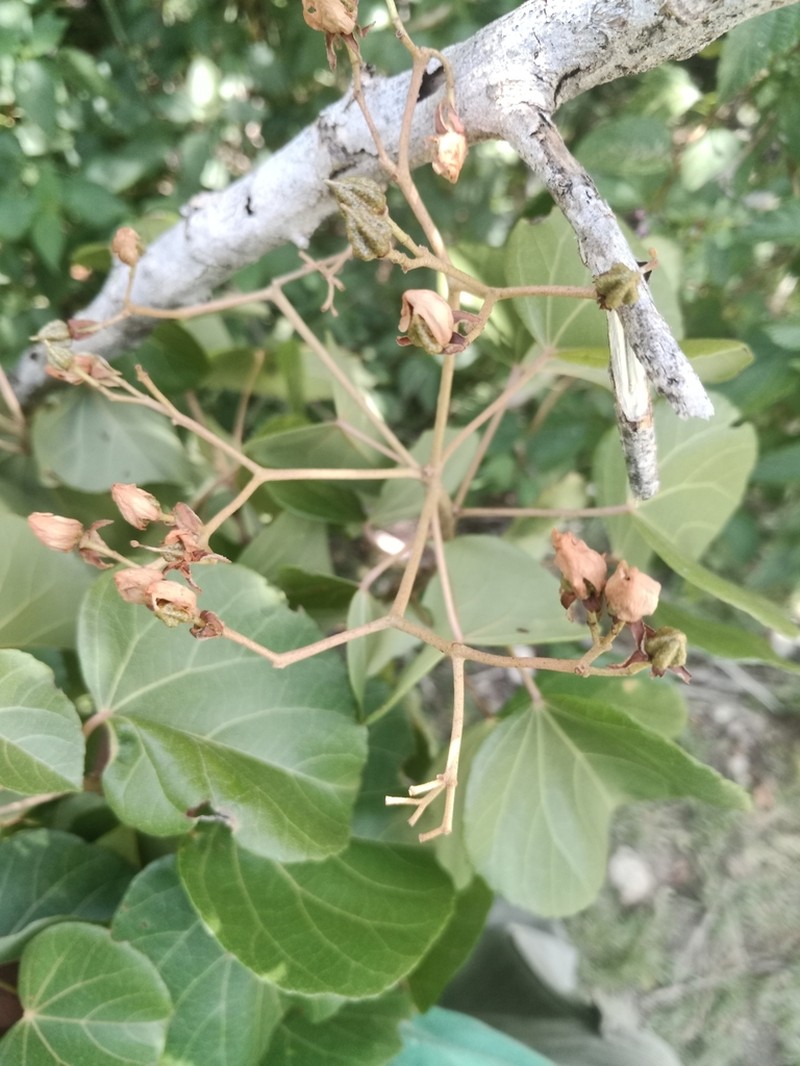 Eriolaena pseudopopulus