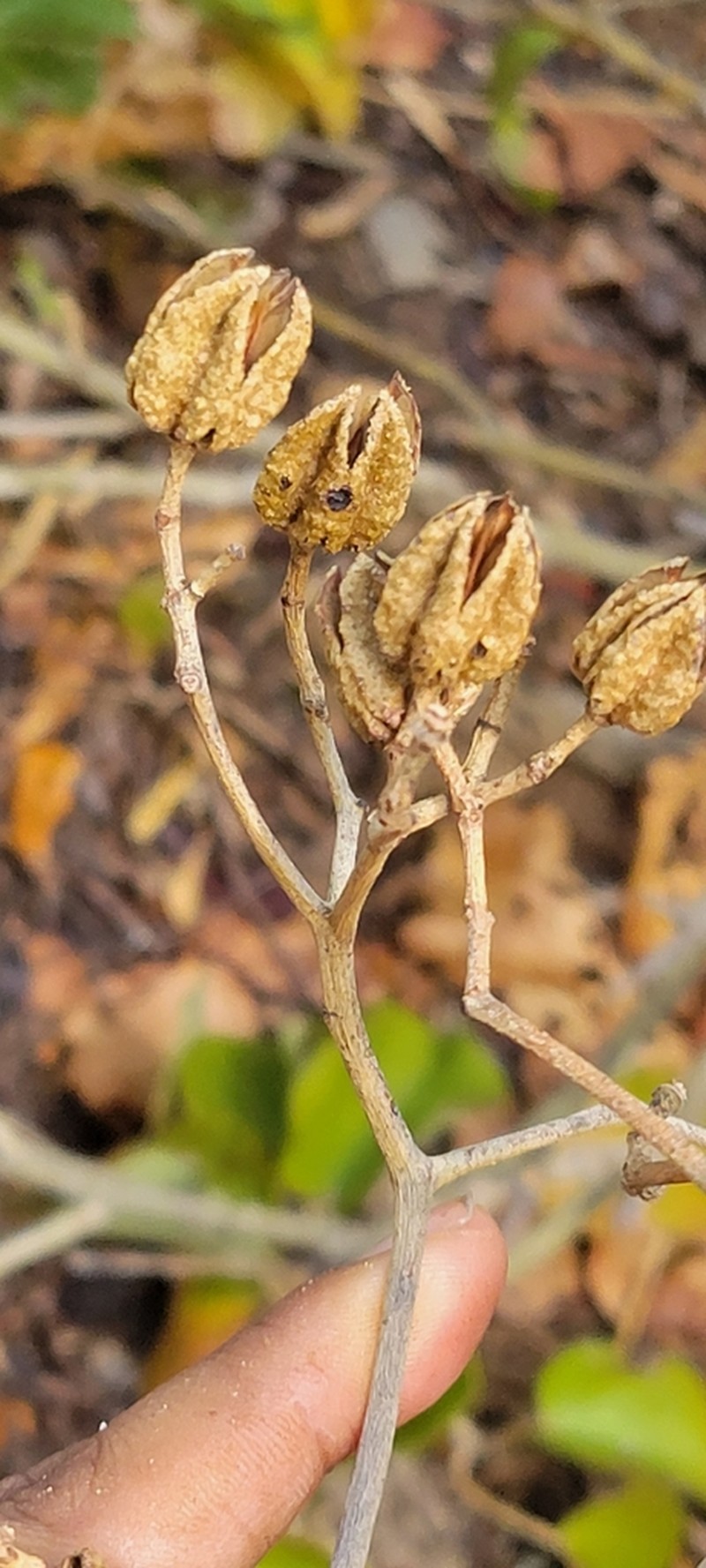 Eriolaena pseudopopulus photo 2