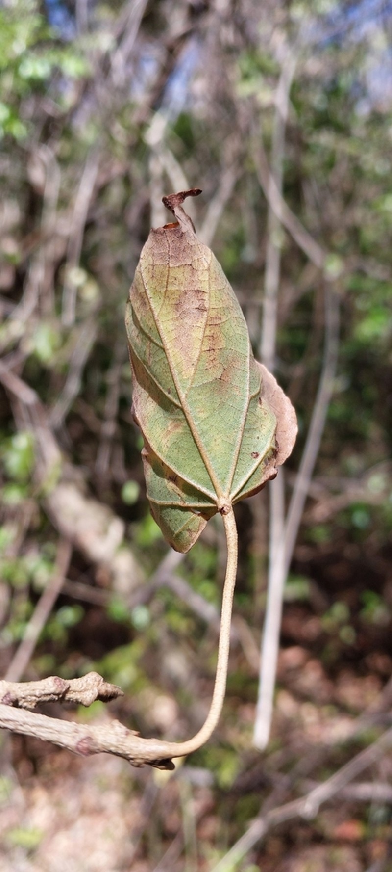 Eriolaena pseudopopulus photo 6