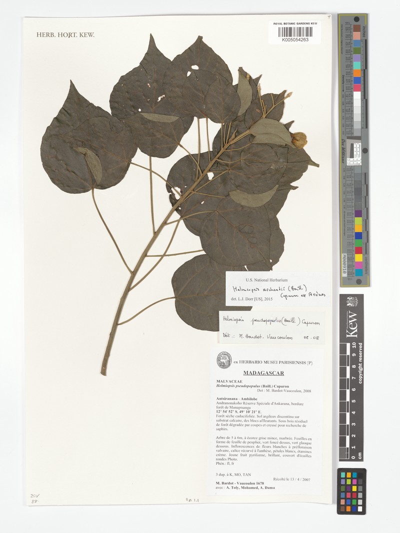 Eriolaena richardii