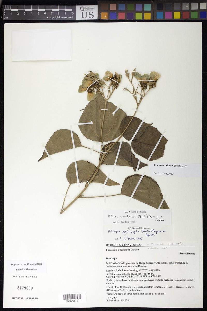Eriolaena richardii photo 2