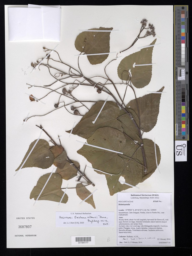 Eriolaena rulkensii