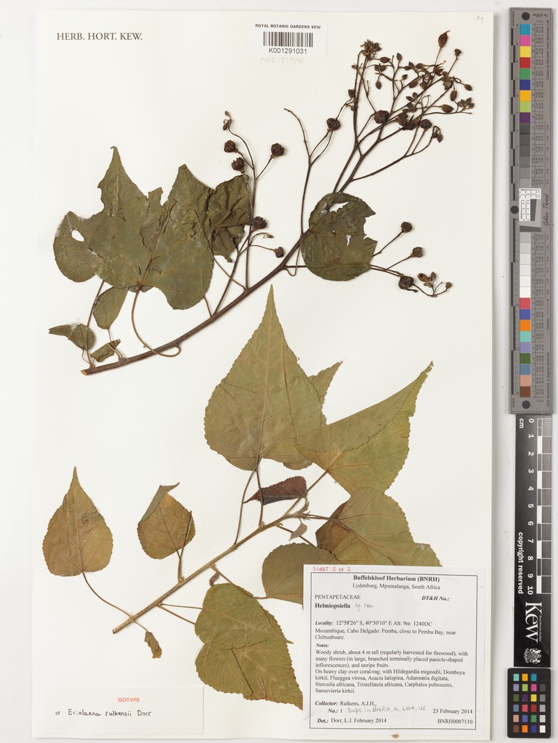 Eriolaena rulkensii photo 2