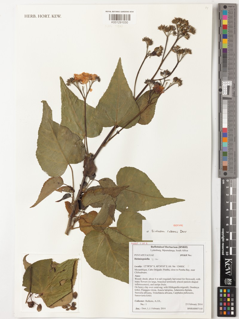 Eriolaena rulkensii photo 3