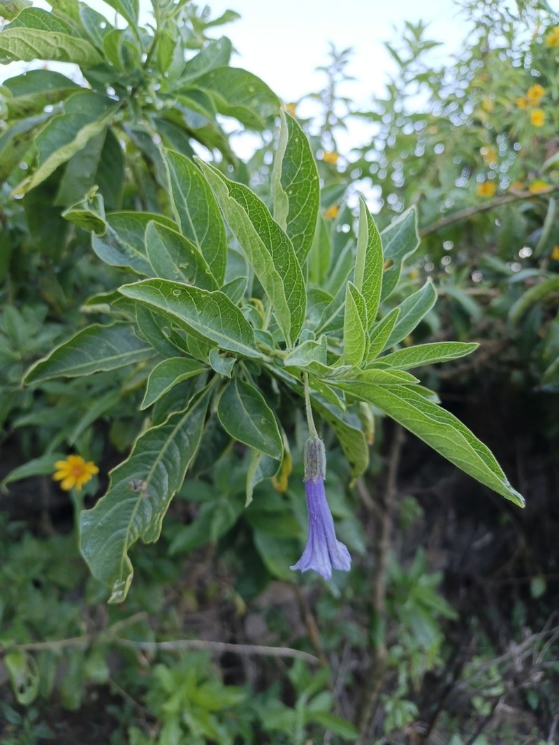 Eriolarynx australis photo 2