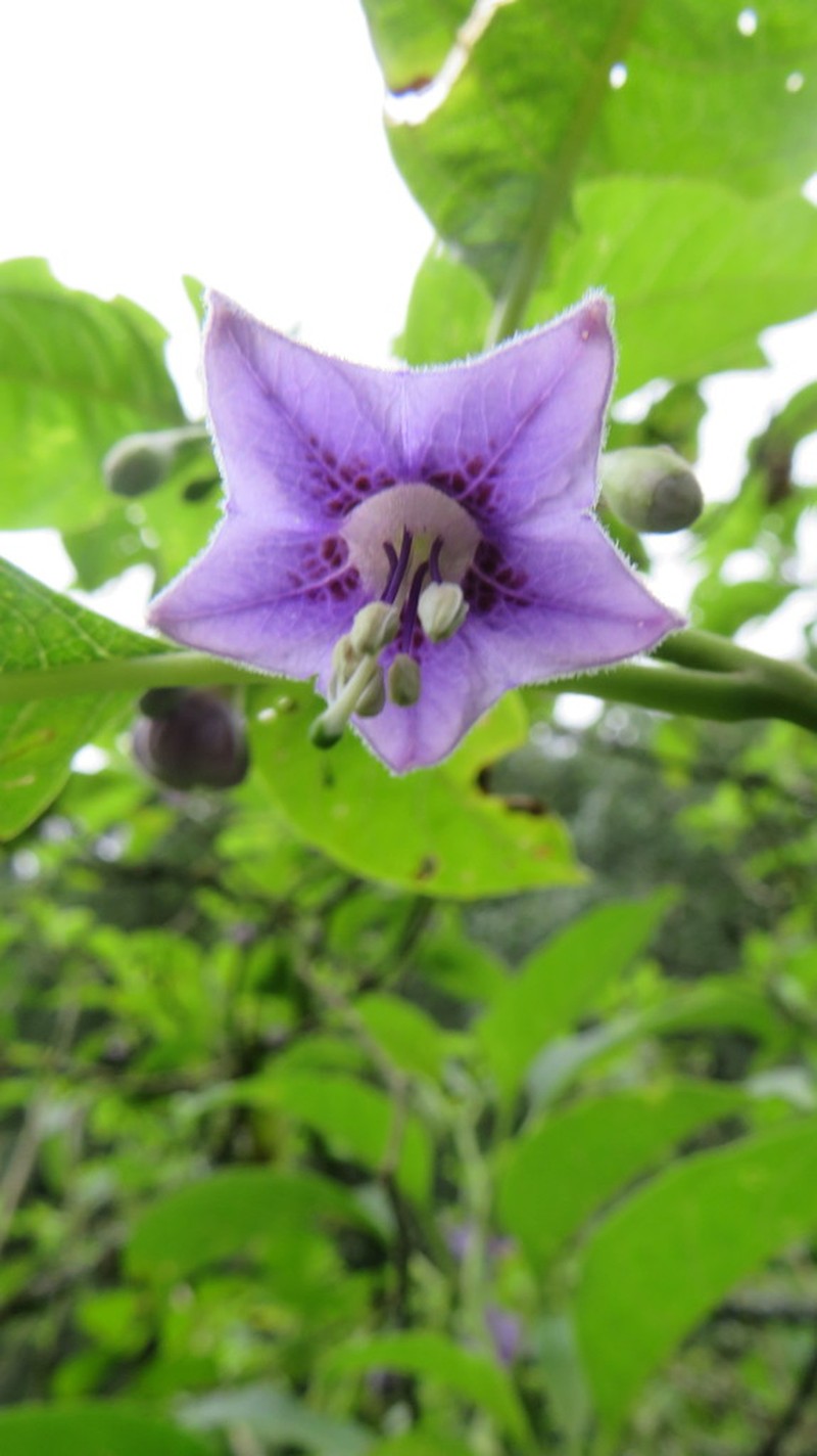 Eriolarynx australis photo 3