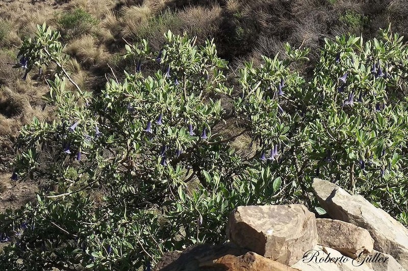 Eriolarynx australis photo 4