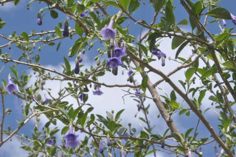 Eriolarynx australis photo 6